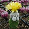 Copiapoa_lauii_1